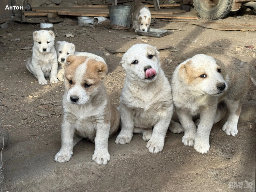 Алабай (Средно Азиатска овчарка), снимка 1