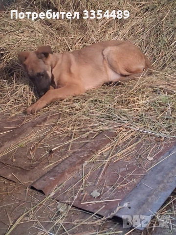 Белгийска овчарка