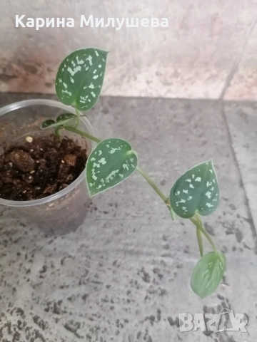 Продавам различни цветя, снимка 2 - Стайни растения - 44843070