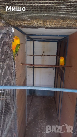 Продавам чифт Слънчеви Аратинги на 1 година може и бартер за Голям Александър или Сенегалски папагал