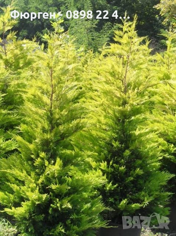Кипарис Лейланди „Gold Rider“ (Златен ездач) Cupressocyparis leylandii ‘Gold Rider’, снимка 5 - Разсади - 52899095