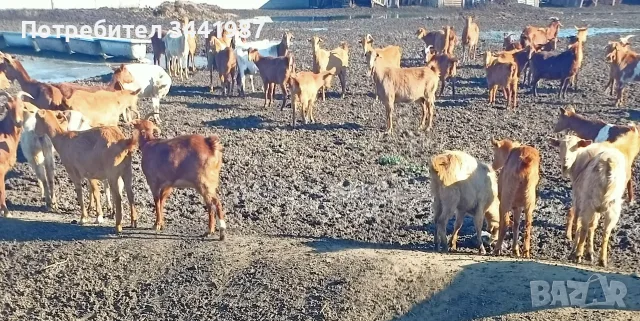 Мъжки ярета от април месец , снимка 5 - Кози - 55897206
