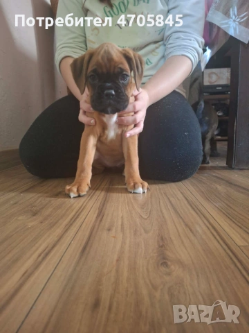 Немски Боксер, снимка 3 - Боксер - 53062652