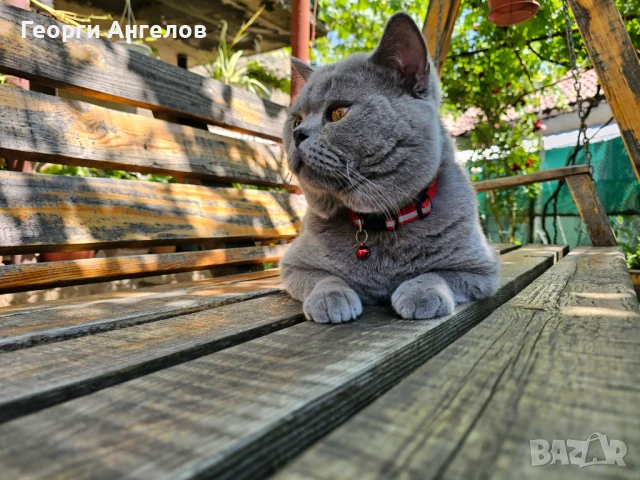 ЧИСТОКРЪВЕН МЪЖКИ БРИТАНЕЦ ЗА РАЗПЛОД, снимка 12 - Британска късокосместа - 48316235