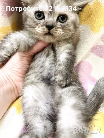 Британско момче. Сръбрена чинчила, снимка 4 - Британска късокосместа - 52997443