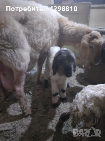 Овце, снимка 4 - Овце - 53366291