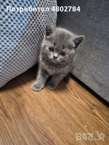 Британски късокосмести