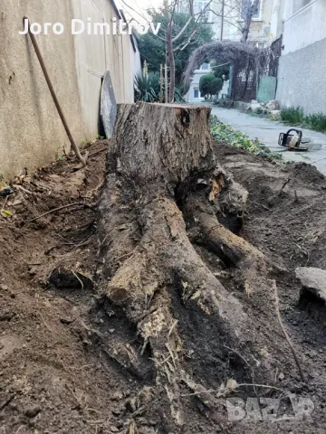 Поддръжка/Рязане на овошки и опасни дървета/Почистване на терени/Пръскане и изкореняване, снимка 9 - Други услуги - 48229933