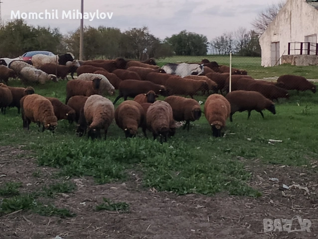 продавам овце 