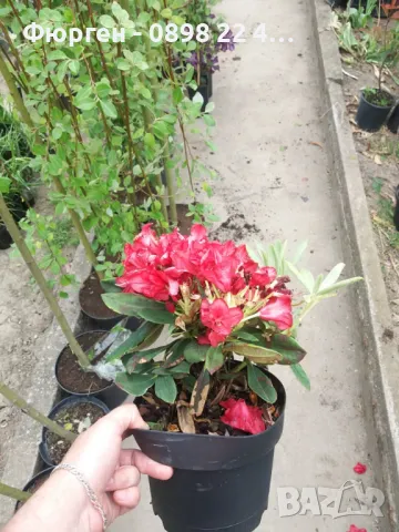 Азалия - Градинска, снимка 7 - Разсади - 49970943