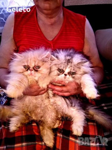 2бр. пълен екстремал персийчета , снимка 1