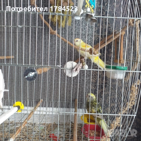 Бебе поен папагал, снимка 4 - Папагали - 52626927