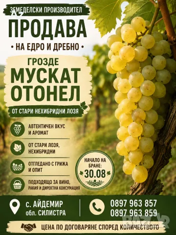Мускат Отонел от собствени лозя