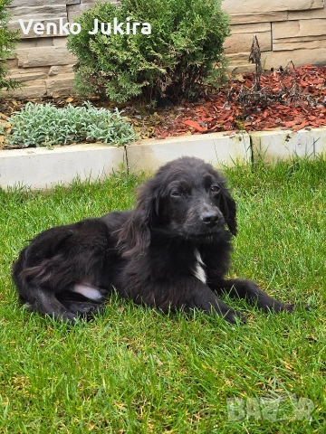 чистокръвно кокер шпаньолче