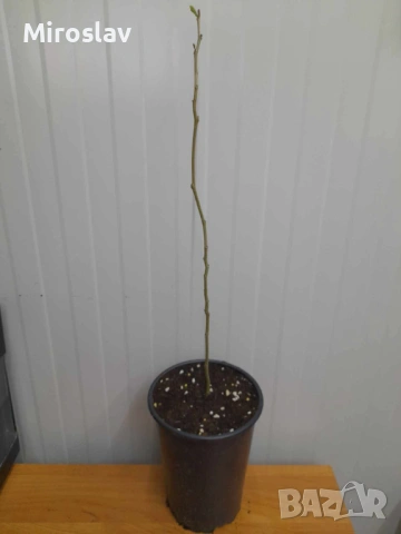 Албиция (Копринено дърво), снимка 8 - Градински цветя и растения - 53938925