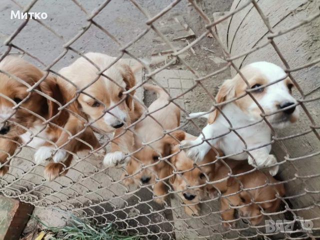 Кокер шпаньол, снимка 3 - Шпаньоли - 52671231