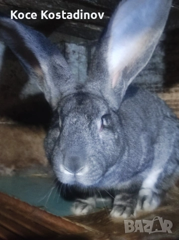заици , снимка 2 - Чинчили - 54266085