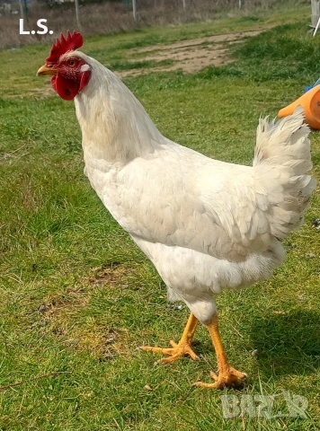 млади петлета , снимка 7 - Кокошки и пуйки - 54019327