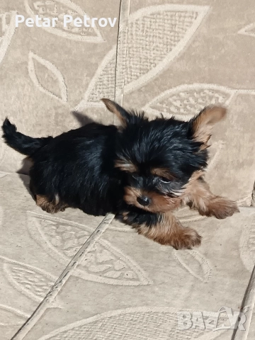 Йоркширски териер , снимка 7 - Йоркширски териер - 52983966