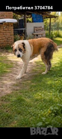 Продавам Сао алабай , снимка 3 - Алабай - 53363642