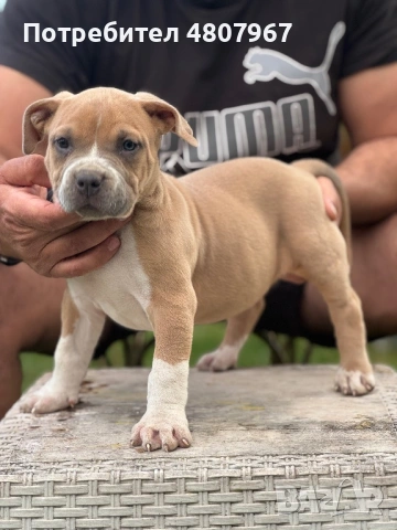 Американско були Хл