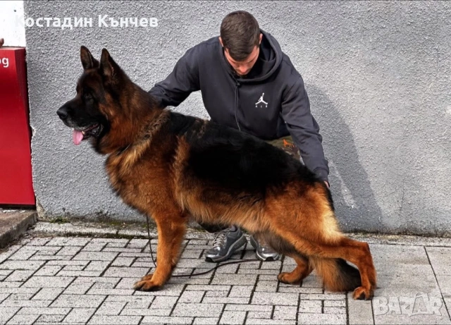 Мъжко кученце немска овчарка, снимка 7 - Немска овчарка - 53222722