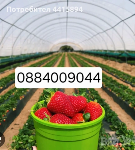 Разсад малини и ягоди 