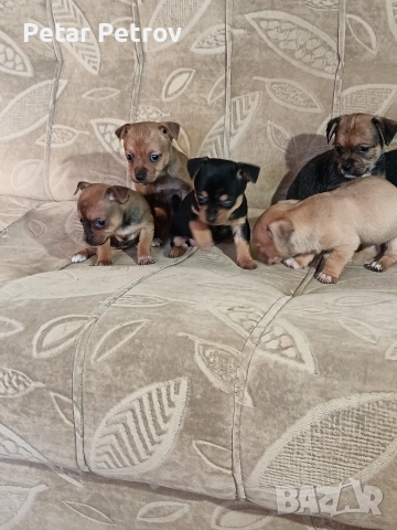 мини чиху пинчер , снимка 18 - Пинчер - 52813031