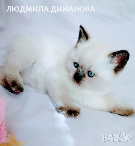 Шотландски със сини очи. , снимка 4 - Британска късокосместа - 56243737