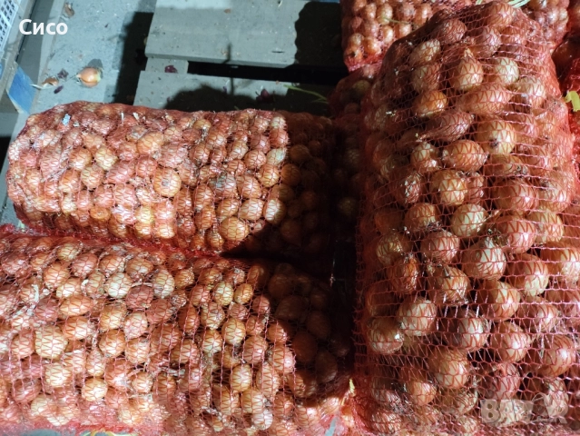 БАЛУЧКА за зелен лук , снимка 7 - Сортови семена и луковици - 51980489