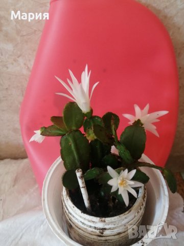 Коледничета в бяло,в циклама,червено и в розово- домашно отгледа,както и каланхое в розово и жълто  , снимка 4 - Стайни растения - 27149951