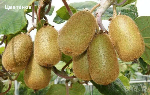 Киви Хейуърд (Actinidia deliciosa ‘Hayward’), снимка 1