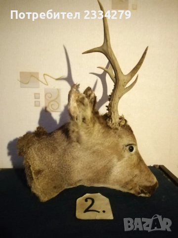 Рога, ловна сбирщина от 70-80те години, снимка 6 - Колекции - 52583206