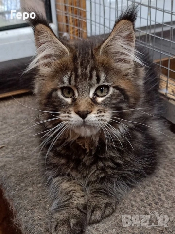 Мейн Кун , снимка 3 - Мейн кун - 52300778