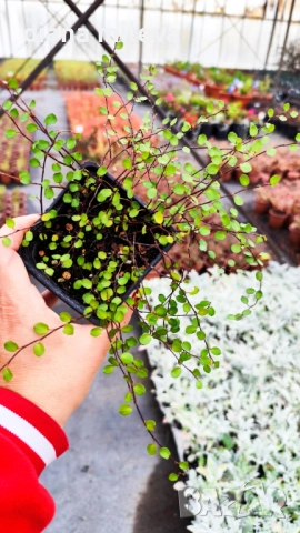 Мюленбекия Сийленд компакт, Muehlenbeckia Sealand compact, снимка 12 - Градински цветя и растения - 49926290