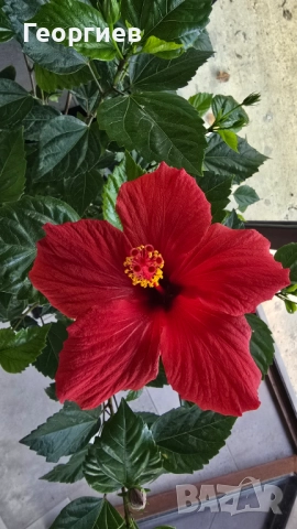 Два броя Яркочервени китайски рози, снимка 6 - Стайни растения - 37492096