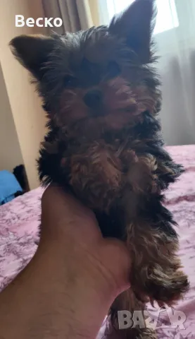 Йоркширски териел, снимка 1