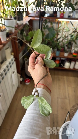 Hoya Хоя Carnosa Nova Ghost , снимка 2 - Стайни растения - 54336197