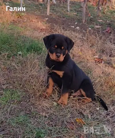 Ротвайлер, ротвайлери