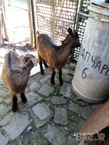 Продавам ярета, снимка 10 - Кози - 54335486