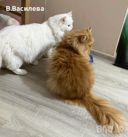 Персийски котета, снимка 9 - Персийска - 53958055