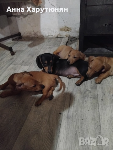 продавам четири дакелчета, снимка 2 - Дакели - 52100104