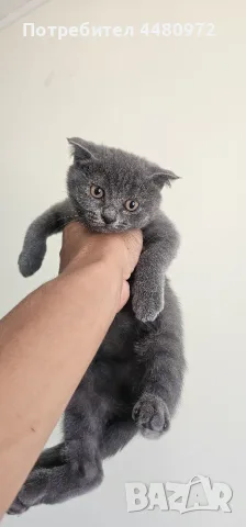 Британчета/синя руска котка кръстоска