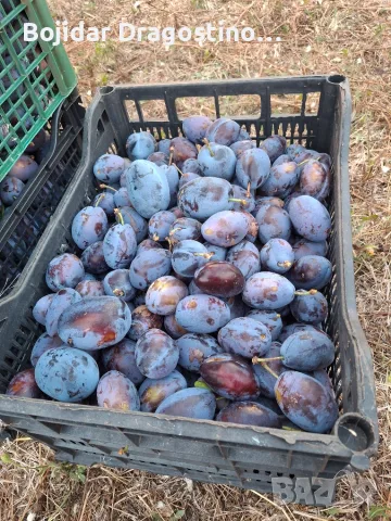 Продавам сини сливи, снимка 2 - Домашни продукти - 55768462