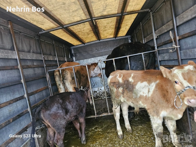 ?, снимка 6 - Други животни - 53912482