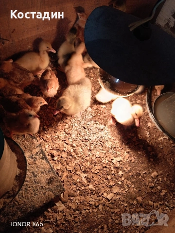 Пекински патета и гъсета , снимка 6 - Патици и гъски - 53882931