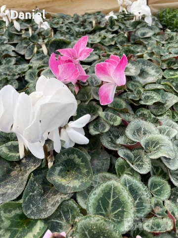 Циклама , снимка 7 - Градински цветя и растения - 53354452