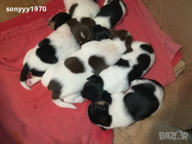 ПРОДАВАМЕ КУТРЕТА-ДЖАК РЪСЕЛ 250ЛВ ЗА 1БР 0209251838