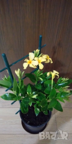 Жълта дипладения мандевила 