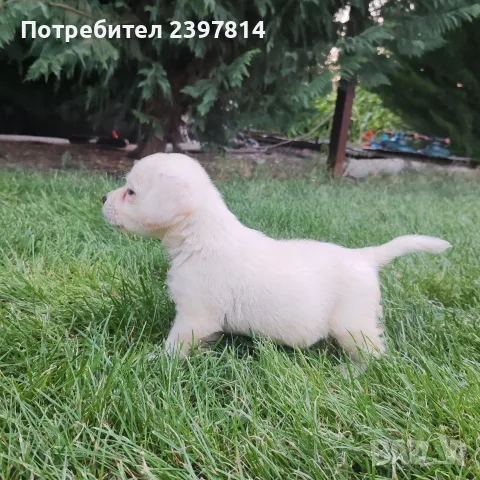 Лабрадор ретривър , снимка 3 - Лабрадор ретривър - 55743243